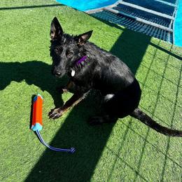 Belgian Malinois and German Shepherd Puppies from Légende Vivante Du Chief Kennel