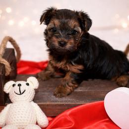 Boy 1 - Gold male Yorkshire Terrier puppy in Carmichael, California from Mckeever's Yorkies