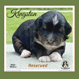 KINGSTON - Tri-color male Bernedoodle puppy in Branchland, West Virginia from Our Appalachian Doodles