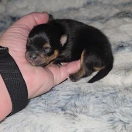 Tasmania - Black and tan male Pomeranian puppy in Angleton, Texas from Pomeranian Palace, LLC