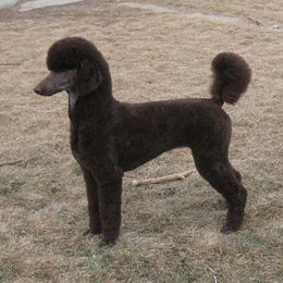 Kita - Poodle