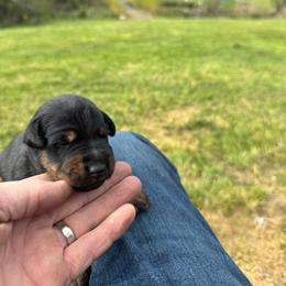 Boy 3 - Black male Jagdterrier puppy in Monroe, Oregon from Oregon Jagdterrier