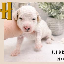Cedric - Parti male Goldendoodle puppy in Hilton, New York from The House of Goldendoodle