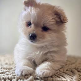 Truffle - Cream parti male Pomeranian puppy in Plainfield, Indiana from Abby's Pampered Pooches