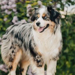 Bella - Miniature Australian Shepherd