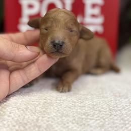 Eira - Apricot female Poodle puppy in Monetta, South Carolina from Moonrise Poodles