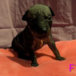 Vortex - Black female American Hairless Terrier puppy in Phoenix, Arizona from Bare Valley