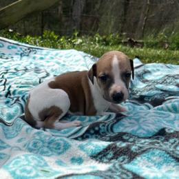 Boo - White and fawn male Whippet puppy in Oneida, Tennessee from Saving Grace