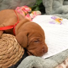 Mr. Red - Golden rust male Vizsla puppy in Lexington, Kentucky from Summit Vizsla (we can deliver to you)