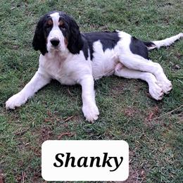 Shanky - Black white and tan male English Springer Spaniel puppy in Blaine, Washington from Goldenbrook Springers
