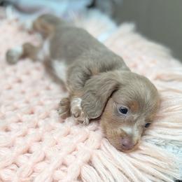 Tess - Piebald female Dachshund puppy in Decatur, Mississippi from KP Dachshunds