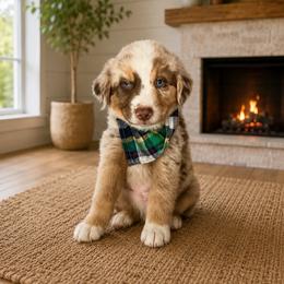 Twinkie - Red merle male Australian Shepherd puppy in Cherry Valley, California from Causey Ranch Aussies