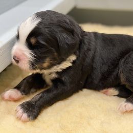 Bernedoodle Puppies from Big Sky Bernedoodles and Poodles