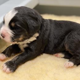 Bernedoodle Puppies from Big Sky Bernedoodles and Poodles