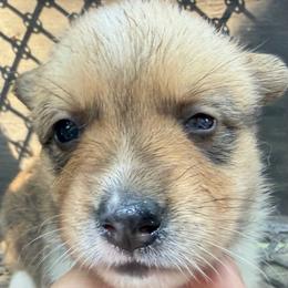 Kiwi - Sable and white female American Corgi puppy in Pioneer, Michigan from Country Corners Corgis