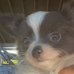 Chihuahuas from Deerfield Acres Canine Companions