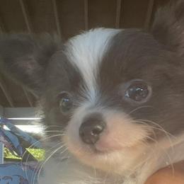 Chihuahuas from Deerfield Acres Canine Companions