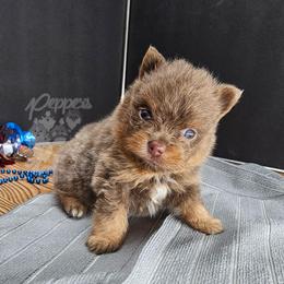 Peppers The Way You Make Me Feel - Waylon - Lavender male Pomeranian puppy in Plant City, Florida from Pepper's Pomeranians