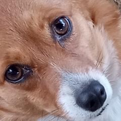 Pembroke Welsh Corgis from Blunderbuss Kennels