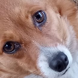 Pembroke Welsh Corgis from Blunderbuss Kennels