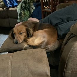 Dachshunds from Never Land Dachshunds of Montana