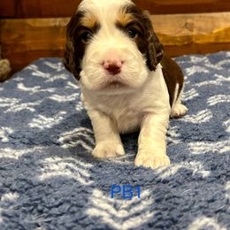 PB1 - Liver white and tan male English Springer Spaniel puppy in Britton, South Dakota from K&S Canines