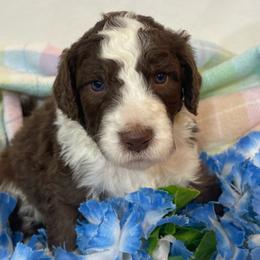 Boy 5 - Aussiedoodle puppy from Love my doodles/ Aussiedoodle love