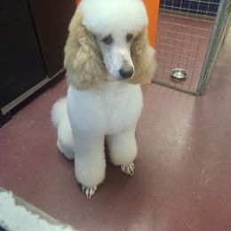 Tex - Poodle