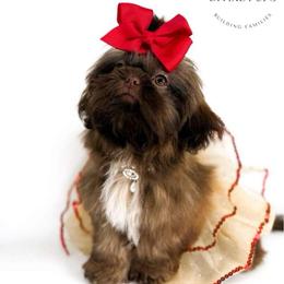 Felicity - Liver female Shih Tzu puppy in League City, Texas from Divine Pups