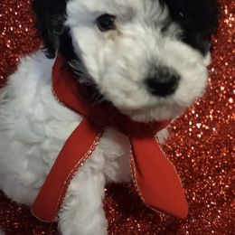 Poodles from Charlotte's Poodle Babies