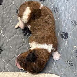 Blake - Merle-sable male Saint Berdoodle puppy in San Antonio, Texas from Mammoth Doodles