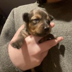 Prague Ratter Puppies from North Star Gem’s Prague Ratters