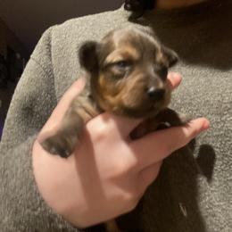 Prague Ratter Puppies from North Star Gem’s Prague Ratters
