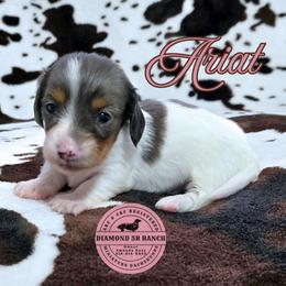 ARIAT - Dapple female Dachshund puppy in Columbia, Louisiana from Diamond 5R Ranch AKC & CKC Miniature Dachshunds