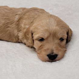 Goldendoodle Puppies from Lake Village Doodles
