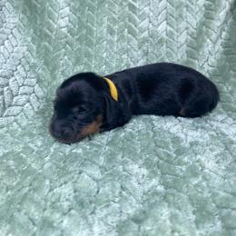 Kaiser - Black and tan male Dachshund puppy in Richmond, Virginia from Paw Prints