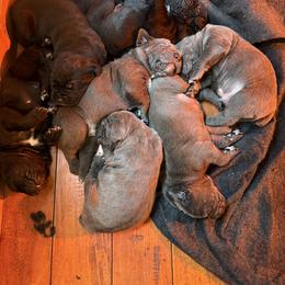 Girl 1 - Cane Corso puppy from Cane Corso Royal Kennels AZ