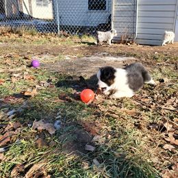 Miniature American Shepherd Puppies from Marquise Miniature American Shepherd