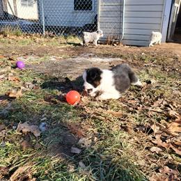 Miniature American Shepherd Puppies from Marquise Miniature American Shepherd
