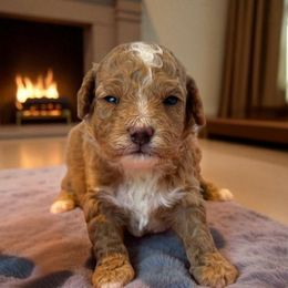 Cardi - Red  female Poodle puppy in Davie, Florida from Dave Poodles