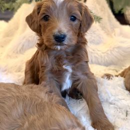 Grey Collar Female - Red  female Goldendoodle puppy in from Blue Ridge Goldens