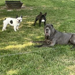 French Bulldog and Neapolitan Mastiff All Grown Up from Unique Uprisings