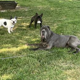 French Bulldog and Neapolitan Mastiff All Grown Up from Unique Uprisings