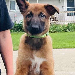 Dan - Fawn Belgian Malinois puppy in Rock Falls, Illinois from Pyrex Kennels