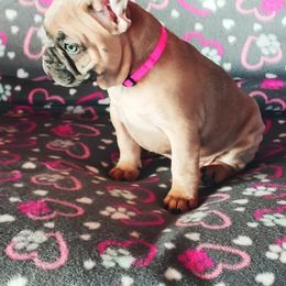 French Bulldog Puppies from Windy Ridge French Bulldogs