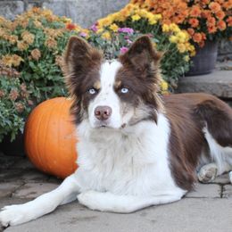 Fiona - Border Collie