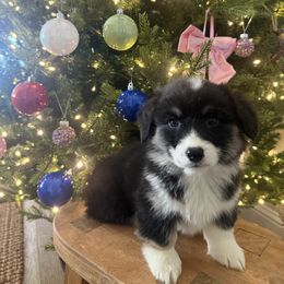 Ace- fluffy coat male - Black and tan male Pembroke Welsh Corgi puppy in Red Bluff, California from Wilder Ranch Corgis