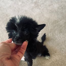 Micro Mini Hairless Male - Black and white male Chinese Crested puppy in Salt Lake City, Utah from Naked & Famous