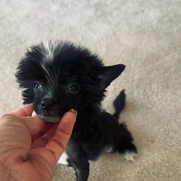 Micro Mini Hairless Male - Black and white male Chinese Crested puppy in Salt Lake City, Utah from Naked & Famous