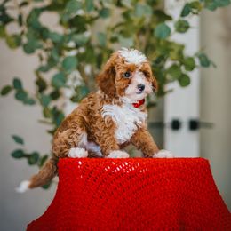 Brown Collar Lyric - Parti male Goldendoodle puppy in Oak Hills, California from High Desert Doodles